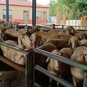 湖羊
