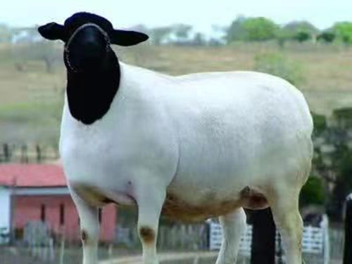 杜泊羊生活习性